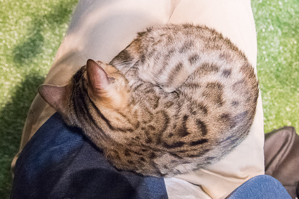 閉店】原宿の猫カフェ、ヒョウ猫の森に行ってきたので徹底レビューし